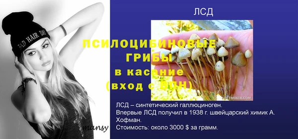 шишки Арсеньев